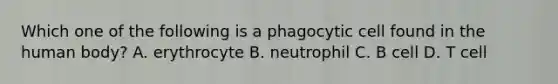 Which one of the following is a phagocytic cell found in the human body? A. erythrocyte B. neutrophil C. B cell D. T cell