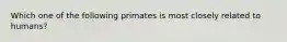 Which one of the following primates is most closely related to humans?