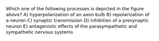 Which one of the following processes is depicted in the figure above? A) hyperpolarization of an axon bulb B) repolarization of a neuron C) synaptic transmission D) inhibition of a presynaptic neuron E) antagonistic effects of the parasympathetic and sympathetic nervous systems