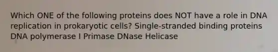 Which ONE of the following proteins does NOT have a role in DNA replication in prokaryotic cells? Single-stranded binding proteins DNA polymerase I Primase DNase Helicase