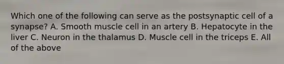 Which one of the following can serve as the postsynaptic cell of a synapse? A. Smooth muscle cell in an artery B. Hepatocyte in the liver C. Neuron in the thalamus D. Muscle cell in the triceps E. All of the above