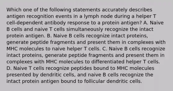 Which one of the following statements accurately describes antigen recognition events in a lymph node during a helper T cell-dependent antibody response to a protein antigen? A. Naive B cells and naive T cells simultaneously recognize the intact protein antigen. B. Naive B cells recognize intact proteins, generate peptide fragments and present them in complexes with MHC molecules to naive helper T cells. C. Naive B cells recognize intact proteins, generate peptide fragments and present them in complexes with MHC molecules to differentiated helper T cells. D. Naive T cells recognize peptides bound to MHC molecules presented by dendritic cells, and naive B cells recognize the intact protein antigen bound to follicular dendritic cells.