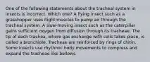 One of the following statements about the tracheal system in insects is incorrect. Which one? A flying insect such as a grasshopper uses flight muscles to pump air through the tracheal system. A slow-moving insect such as the caterpillar gains sufficient oxygen from diffusion through its tracheae. The tip of each trachea, where gas exchange with cells takes place, is called a bronchiole. Tracheae are reinforced by rings of chitin. Some insects use rhythmic body movements to compress and expand the tracheae like bellows.