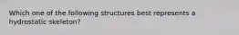 Which one of the following structures best represents a hydrostatic skeleton?