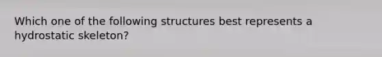 Which one of the following structures best represents a hydrostatic skeleton?