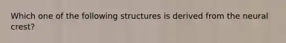 Which one of the following structures is derived from the neural crest?