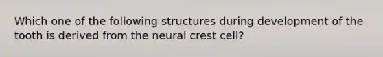 Which one of the following structures during development of the tooth is derived from the neural crest cell?