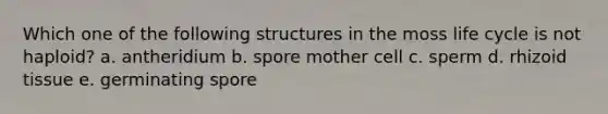 Which one of the following structures in the moss life cycle is not haploid? a. antheridium b. spore mother cell c. sperm d. rhizoid tissue e. germinating spore