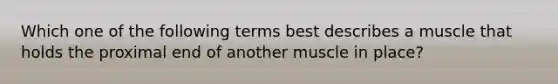 Which one of the following terms best describes a muscle that holds the proximal end of another muscle in place?