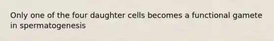 Only one of the four daughter cells becomes a functional gamete in spermatogenesis