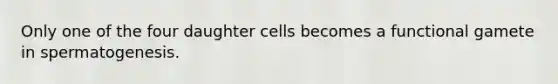 Only one of the four daughter cells becomes a functional gamete in spermatogenesis.