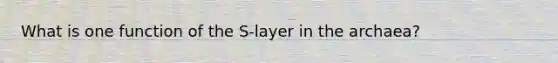 What is one function of the S-layer in the archaea?