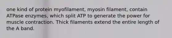 one kind of protein myofilament, myosin filament, contain ATPase enzymes, which split ATP to generate the power for muscle contraction. Thick filaments extend the entire length of the A band.