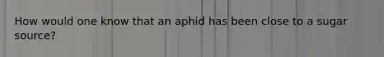 How would one know that an aphid has been close to a sugar source?