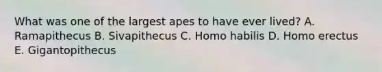 What was one of the largest apes to have ever lived? A. Ramapithecus B. Sivapithecus C. Homo habilis D. Homo erectus E. Gigantopithecus