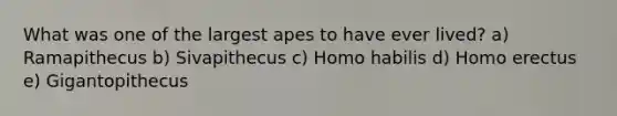 What was one of the largest apes to have ever lived? a) Ramapithecus b) Sivapithecus c) Homo habilis d) Homo erectus e) Gigantopithecus