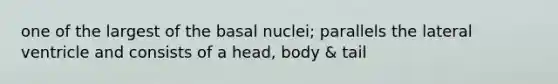 one of the largest of the basal nuclei; parallels the lateral ventricle and consists of a head, body & tail