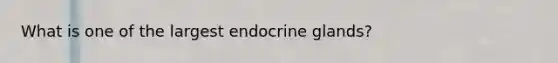 What is one of the largest endocrine glands?