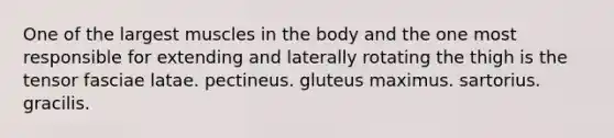 One of the largest muscles in the body and the one most responsible for extending and laterally rotating the thigh is the tensor fasciae latae. pectineus. gluteus maximus. sartorius. gracilis.