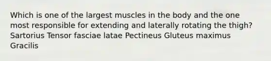 Which is one of the largest muscles in the body and the one most responsible for extending and laterally rotating the thigh? Sartorius Tensor fasciae latae Pectineus Gluteus maximus Gracilis