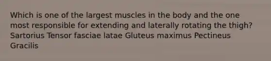 Which is one of the largest muscles in the body and the one most responsible for extending and laterally rotating the thigh? Sartorius Tensor fasciae latae Gluteus maximus Pectineus Gracilis