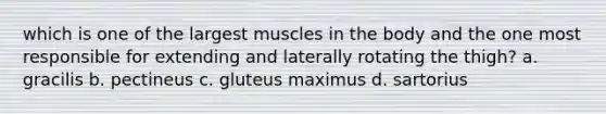 which is one of the largest muscles in the body and the one most responsible for extending and laterally rotating the thigh? a. gracilis b. pectineus c. gluteus maximus d. sartorius