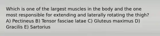 Which is one of the largest muscles in the body and the one most responsible for extending and laterally rotating the thigh? A) Pectineus B) Tensor fasciae latae C) Gluteus maximus D) Gracilis E) Sartorius