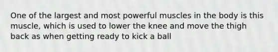 One of the largest and most powerful muscles in the body is this muscle, which is used to lower the knee and move the thigh back as when getting ready to kick a ball