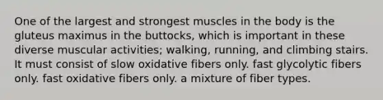 One of the largest and strongest muscles in the body is the gluteus maximus in the buttocks, which is important in these diverse muscular activities; walking, running, and climbing stairs. It must consist of slow oxidative fibers only. fast glycolytic fibers only. fast oxidative fibers only. a mixture of fiber types.