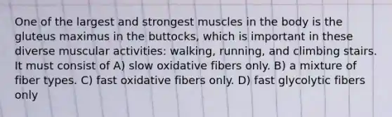 One of the largest and strongest muscles in the body is the gluteus maximus in the buttocks, which is important in these diverse muscular activities: walking, running, and climbing stairs. It must consist of A) slow oxidative fibers only. B) a mixture of fiber types. C) fast oxidative fibers only. D) fast glycolytic fibers only