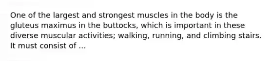 One of the largest and strongest muscles in the body is the gluteus maximus in the buttocks, which is important in these diverse muscular activities; walking, running, and climbing stairs. It must consist of ...