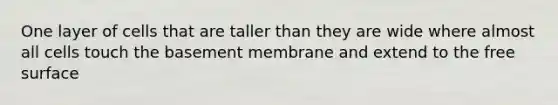 One layer of cells that are taller than they are wide where almost all cells touch the basement membrane and extend to the free surface