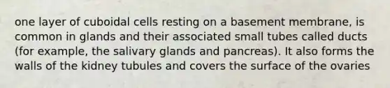 one layer of cuboidal cells resting on a basement membrane, is common in glands and their associated small tubes called ducts (for example, the salivary glands and pancreas). It also forms the walls of the kidney tubules and covers the surface of the ovaries