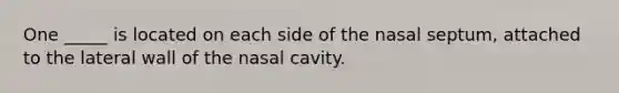 One _____ is located on each side of the nasal septum, attached to the lateral wall of the nasal cavity.