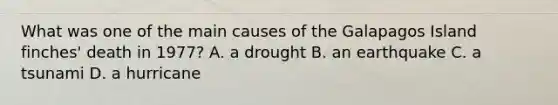What was one of the main causes of the Galapagos Island finches' death in 1977? A. a drought B. an earthquake C. a tsunami D. a hurricane