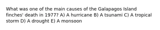 What was one of the main causes of the Galapagos Island finches' death in 1977? A) A hurricane B) A tsunami C) A tropical storm D) A drought E) A monsoon