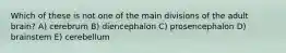 Which of these is not one of the main divisions of the adult brain? A) cerebrum B) diencephalon C) prosencephalon D) brainstem E) cerebellum