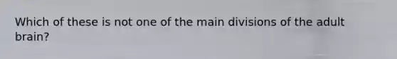 Which of these is not one of the main divisions of the adult brain?