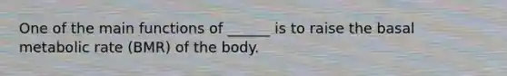 One of the main functions of ______ is to raise the basal metabolic rate (BMR) of the body.