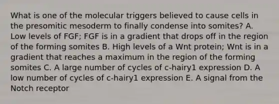 What is one of the molecular triggers believed to cause cells in the presomitic mesoderm to finally condense into somites? A. Low levels of FGF; FGF is in a gradient that drops off in the region of the forming somites B. High levels of a Wnt protein; Wnt is in a gradient that reaches a maximum in the region of the forming somites C. A large number of cycles of c-hairy1 expression D. A low number of cycles of c-hairy1 expression E. A signal from the Notch receptor