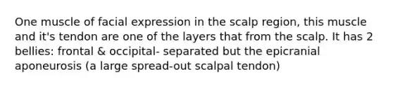 One muscle of facial expression in the scalp region, this muscle and it's tendon are one of the layers that from the scalp. It has 2 bellies: frontal & occipital- separated but the epicranial aponeurosis (a large spread-out scalpal tendon)