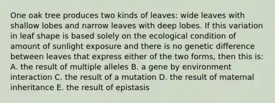 One oak tree produces two kinds of leaves: wide leaves with shallow lobes and narrow leaves with deep lobes. If this variation in leaf shape is based solely on the ecological condition of amount of sunlight exposure and there is no genetic difference between leaves that express either of the two forms, then this is: A. the result of multiple alleles B. a gene by environment interaction C. the result of a mutation D. the result of maternal inheritance E. the result of epistasis