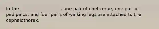 In the __________________, one pair of chelicerae, one pair of pedipalps, and four pairs of walking legs are attached to the cephalothorax.