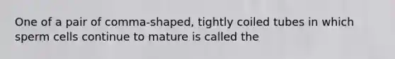 One of a pair of comma-shaped, tightly coiled tubes in which sperm cells continue to mature is called the