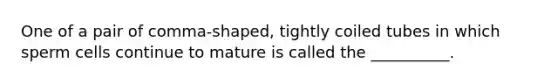 One of a pair of comma-shaped, tightly coiled tubes in which sperm cells continue to mature is called the __________.