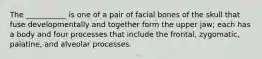 The ___________ is one of a pair of facial bones of the skull that fuse developmentally and together form the upper jaw; each has a body and four processes that include the frontal, zygomatic, palatine, and alveolar processes.