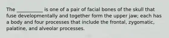 The ___________ is one of a pair of facial bones of the skull that fuse developmentally and together form the upper jaw; each has a body and four processes that include the frontal, zygomatic, palatine, and alveolar processes.