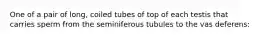 One of a pair of long, coiled tubes of top of each testis that carries sperm from the seminiferous tubules to the vas deferens: