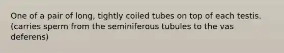 One of a pair of long, tightly coiled tubes on top of each testis.(carries sperm from the seminiferous tubules to the vas deferens)