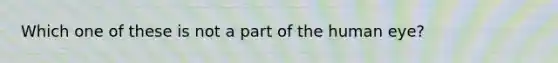 Which one of these is not a part of the human eye?